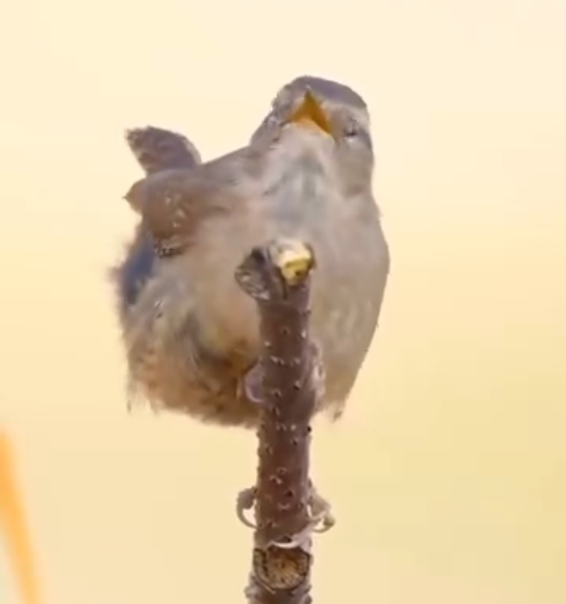 canto de pajaro