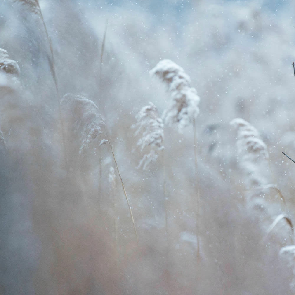 Winter Without You by Acoustic Polaroid