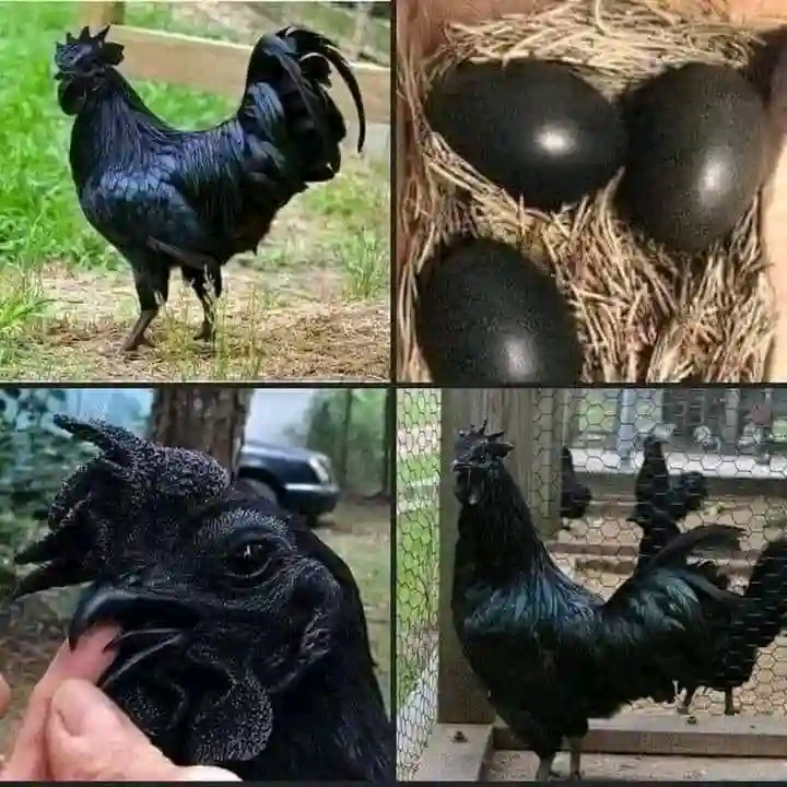 A Must See:  Indonesian black chicken Laying Black Egg Worth $2500