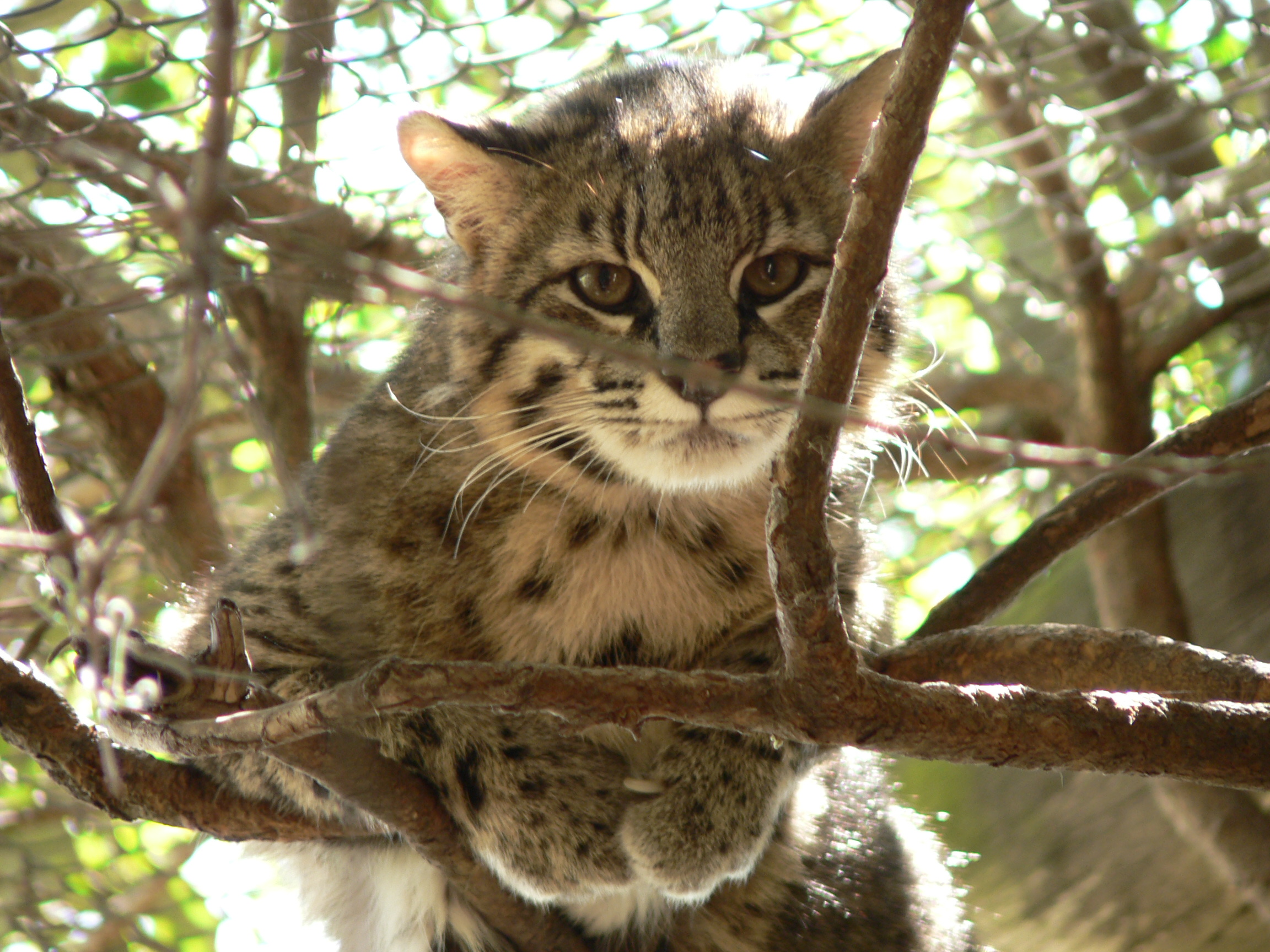 Gato montés