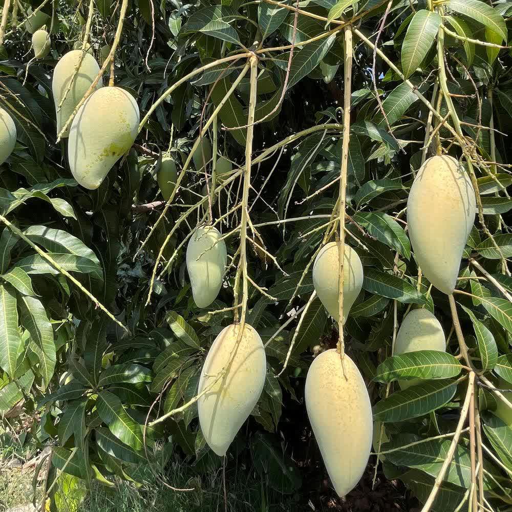 jisokuryClub - Green Mango.mp3