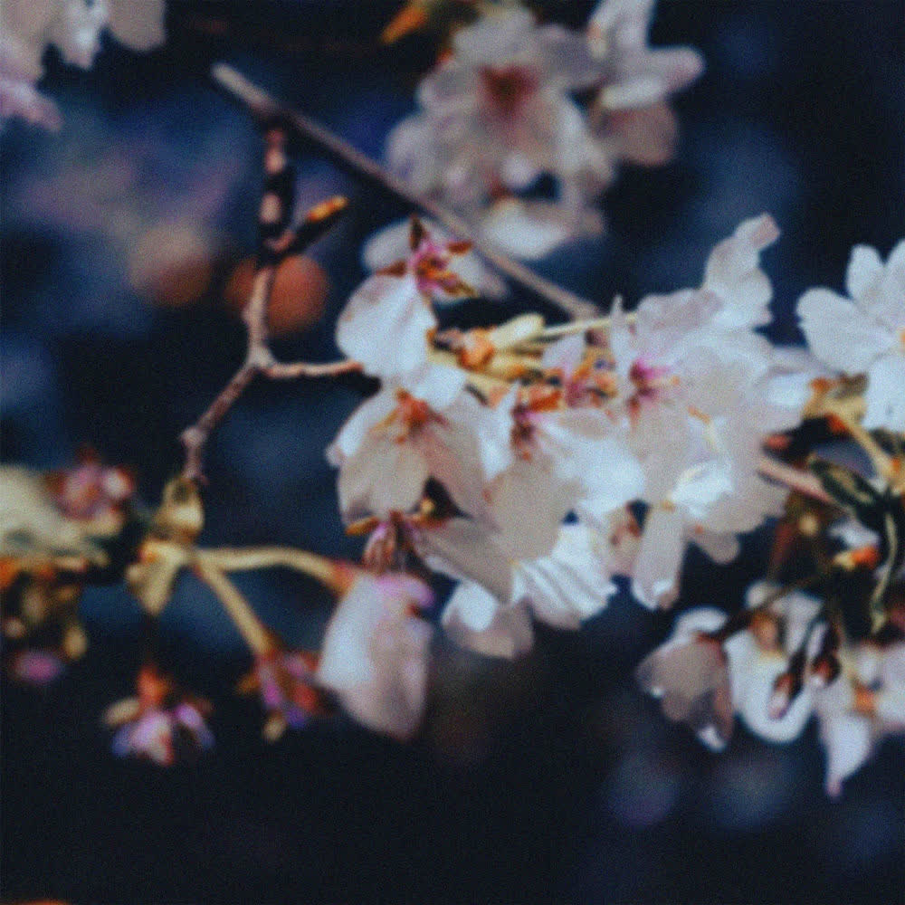 낙화야행 落花夜行 (Night Walk Among Falling Petals) by swing & CHOI