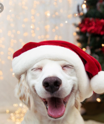 Perro navideño