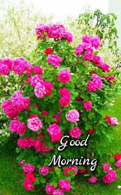 Good morning Flowers