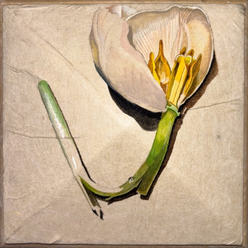 Image Cover