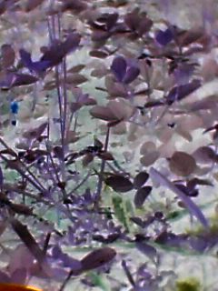 Download  FLOWER